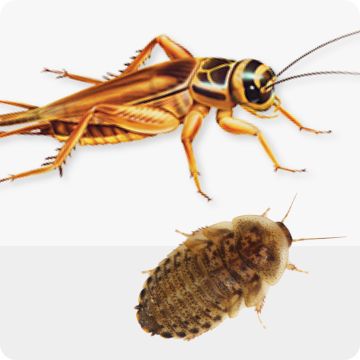 Cricket and roach