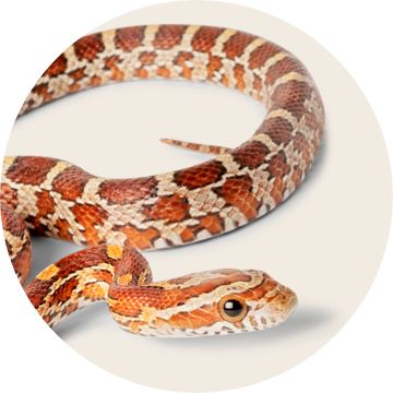 Corn Snake