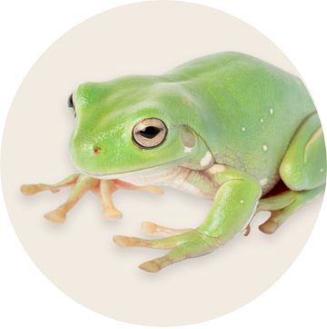 White Tree Frog
