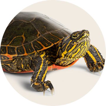 Red Eared Slider Turtle
