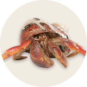 Hermit crab