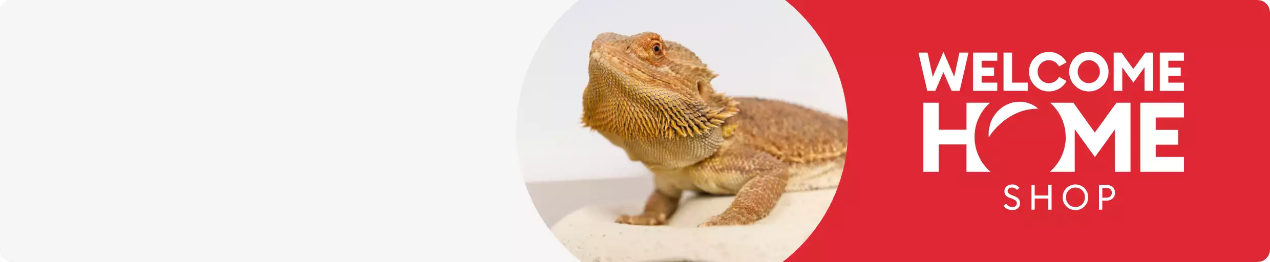 Bearded Dragon & Welcome Home Shop