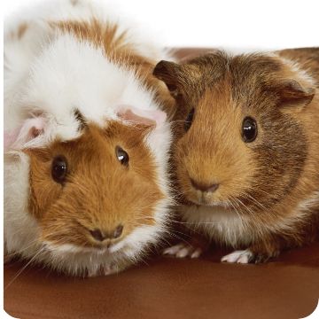 Two guinea pigs