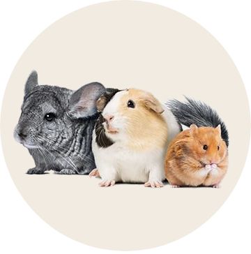 Small pets in a wheel