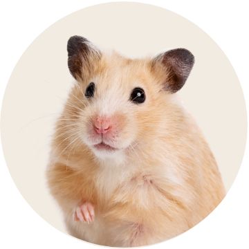 Hamster