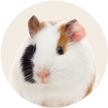 Guinea pig
