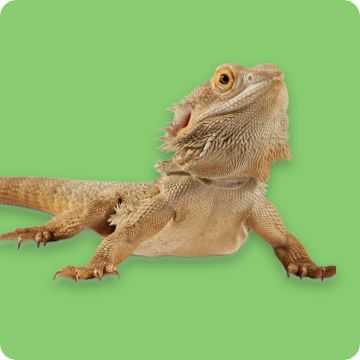 Bearded Dragon