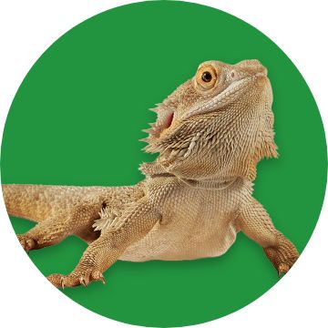 Bearded Dragon
