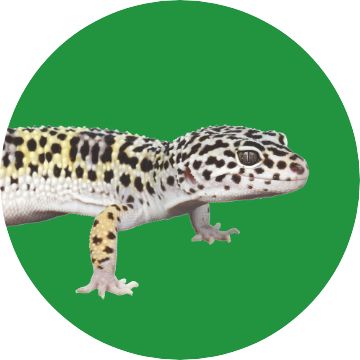 Gecko & Lizard