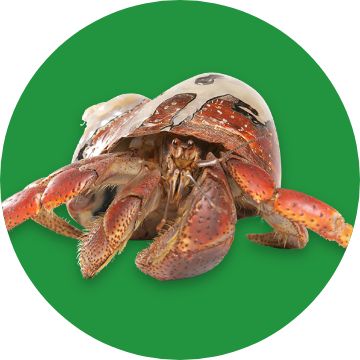 Hermit Crab