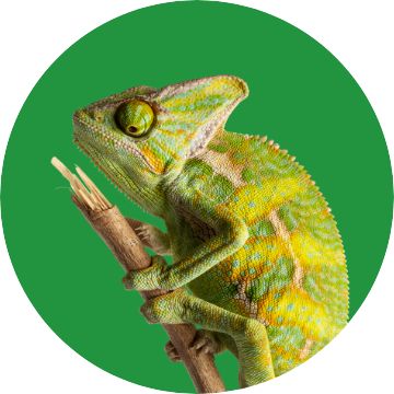 Chameleon