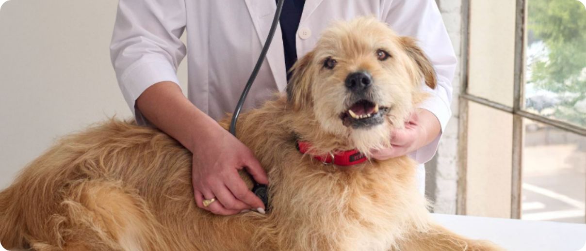 Veterinarian examining a dog