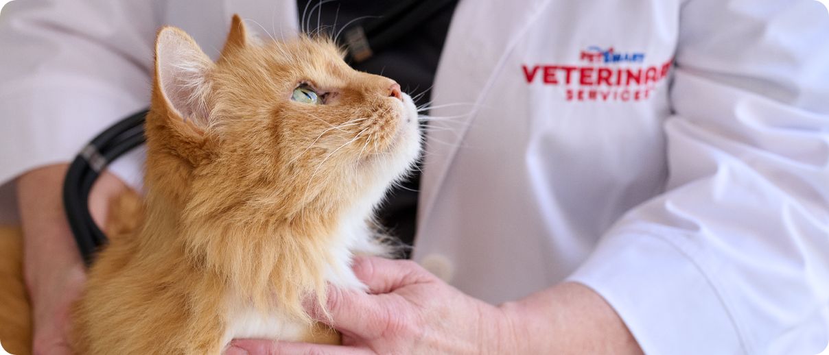 Veterinarian examining a cat