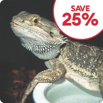 SAVE 25% callout and a bearded dragon