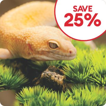 Save 25% callout and a gecko