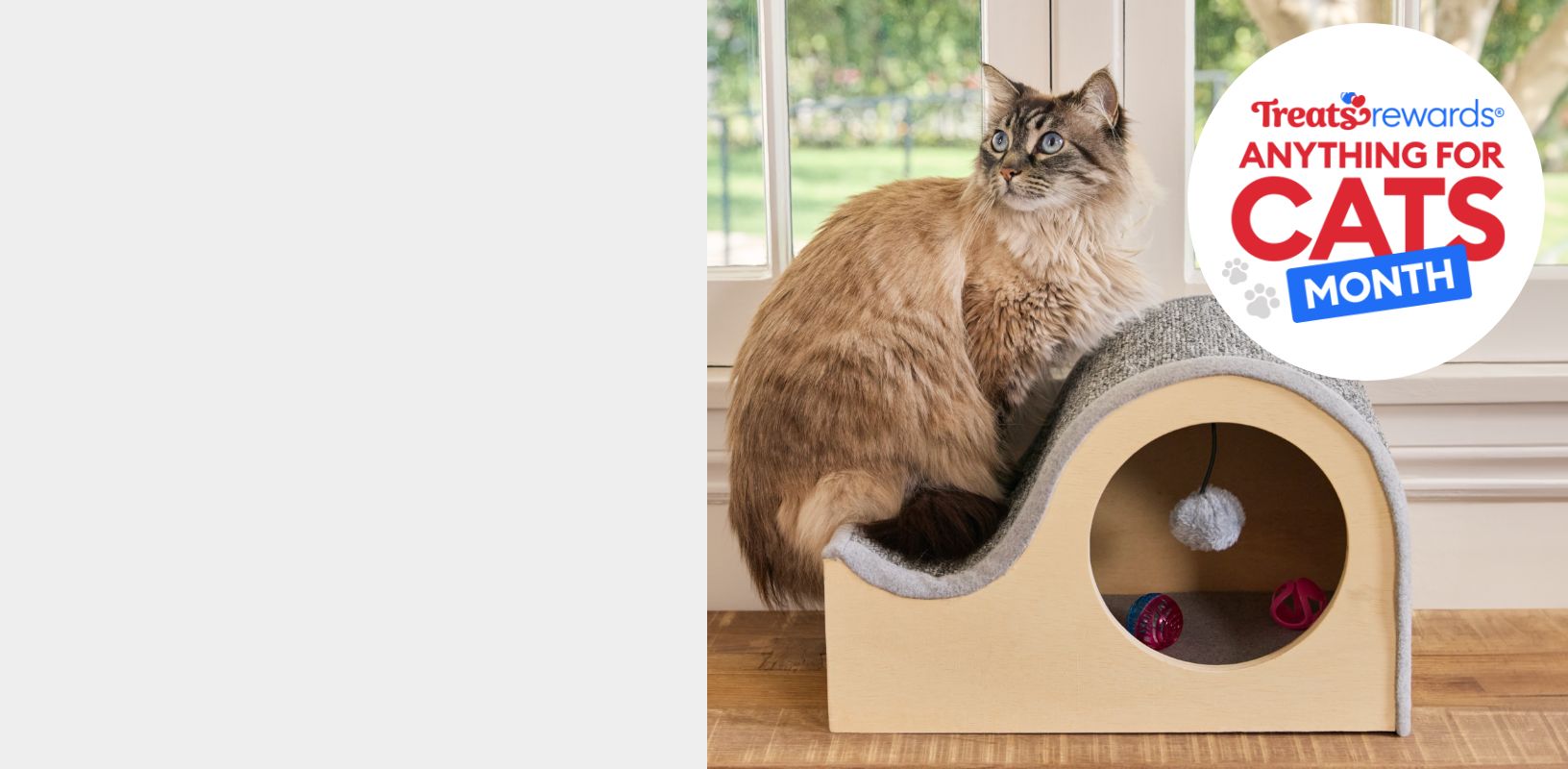 Treats Rewards Anything for Cats Month logo & a cat standing on a scratcher