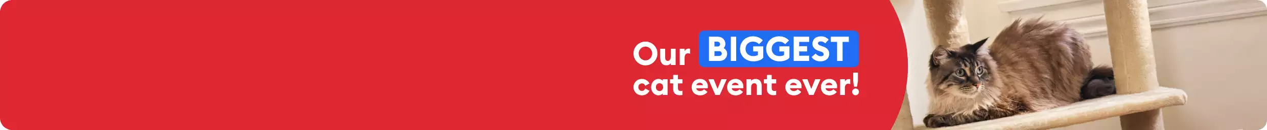 Cat laying on a tower & the message, our BIGGEST cat event ever!