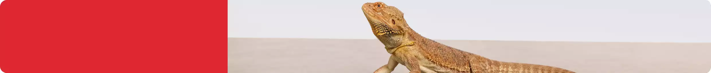 Welcome home your new reptile & bearded dragon
