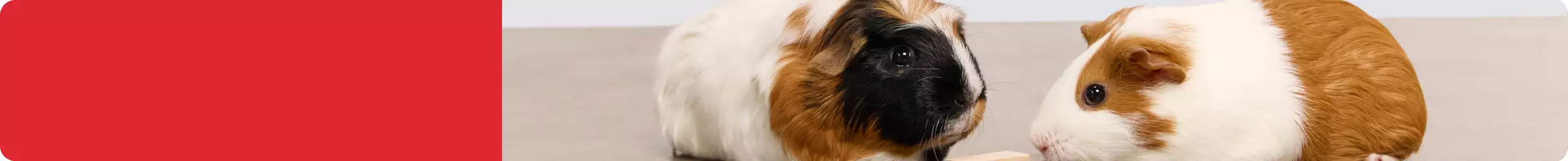 Welcome home your new small pet & guinea pigs