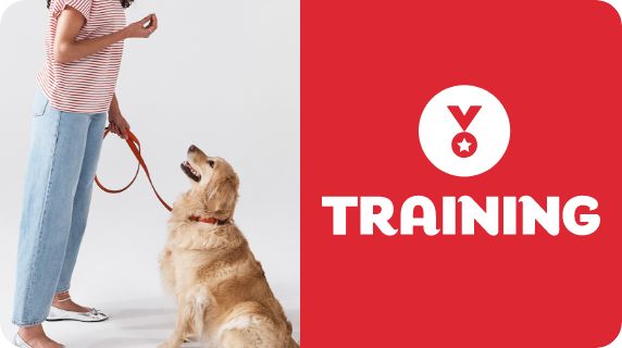 Dog Training logo and a pet parent with a dog on a leash