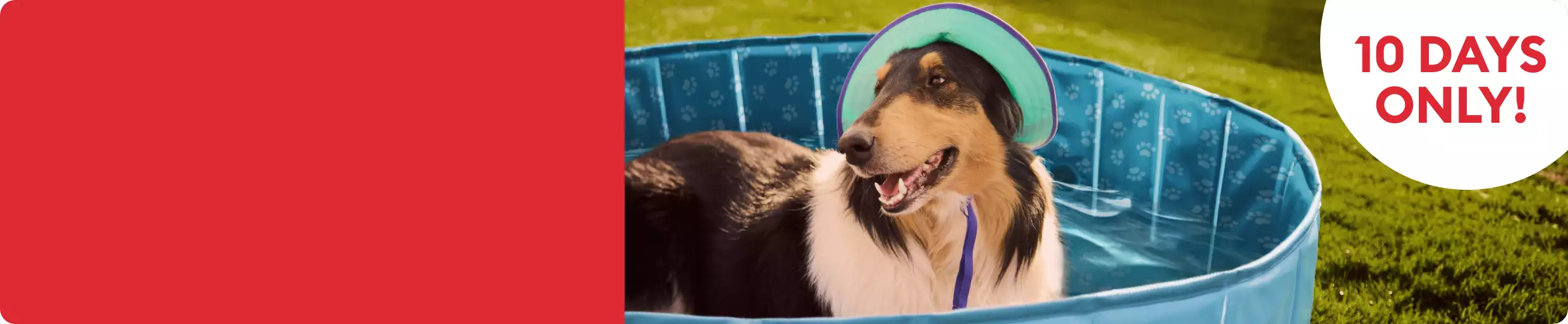 10 days only callout and a dog wearing a hat sitting in a pool