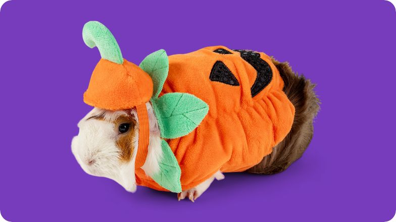 Guinea pig wearing Halloween costume