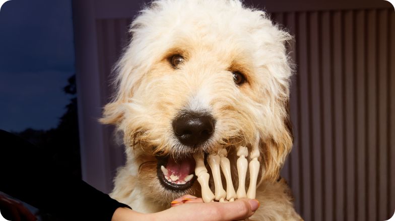 Dog with Halloween-themed treat