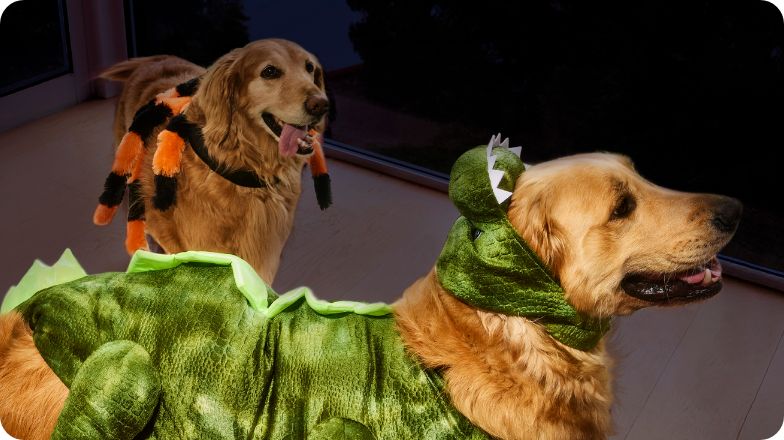 Dogs wearing Halloween costumes