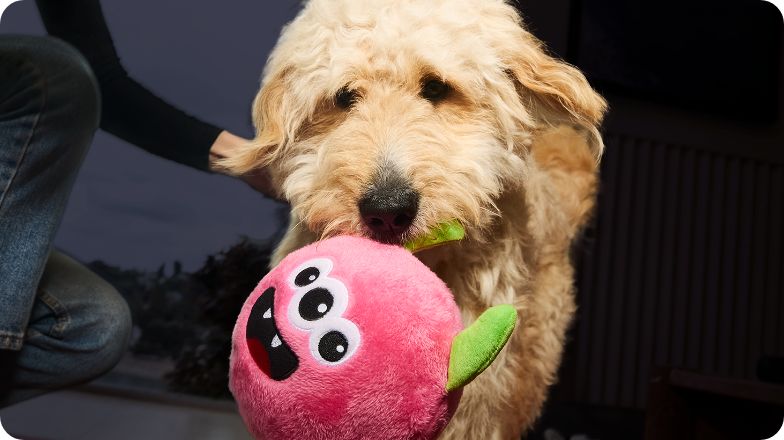 Dog with Halloween-themed toy