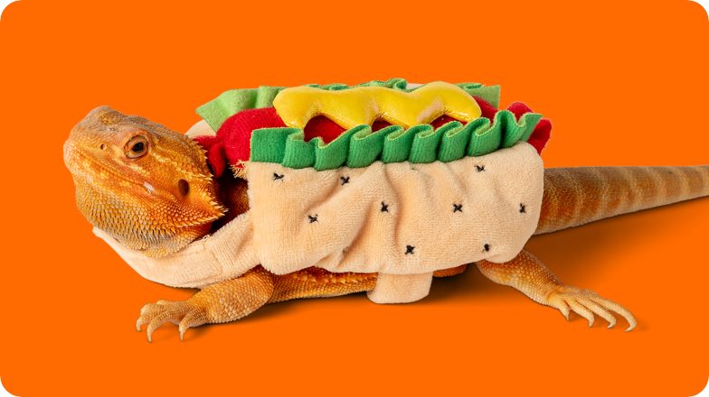 Bearded Dragon wearing Halloween costume