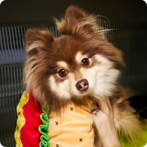 Dog wearing Halloween costume