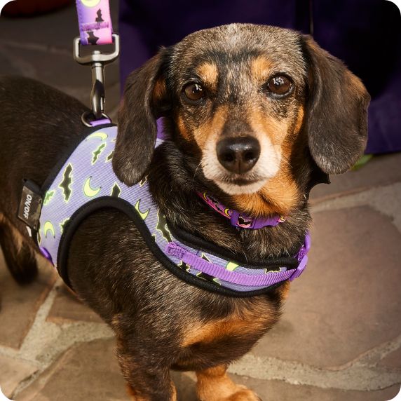 Dog wearing Halloween print harness, with Halloween leash