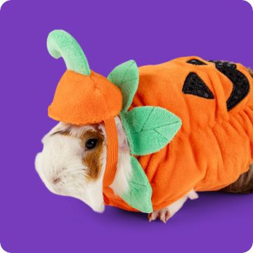 Guinea pig wearing Halloween costume