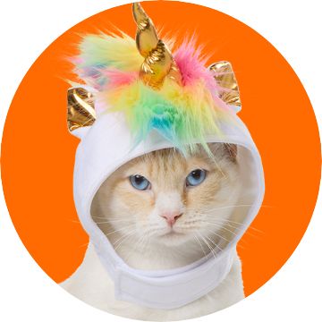 Cat wearing Halloween costume