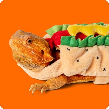 Bearded dragon wearing Halloween costume