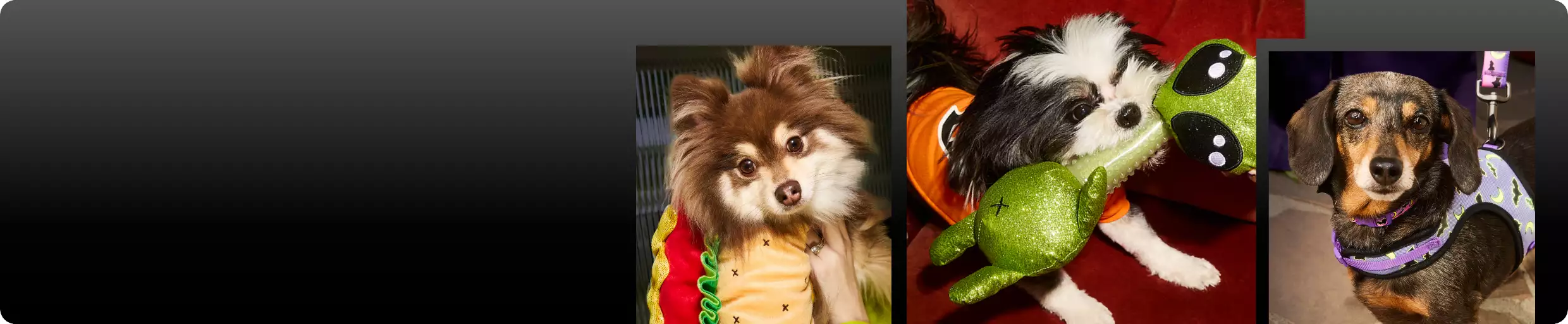 Collage of dogs wearing Halloween costumes