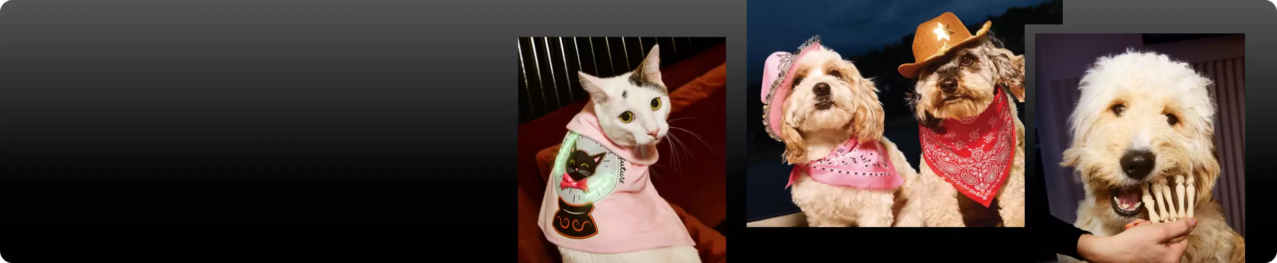 Collage of dogs & cats wearing Halloween costumes