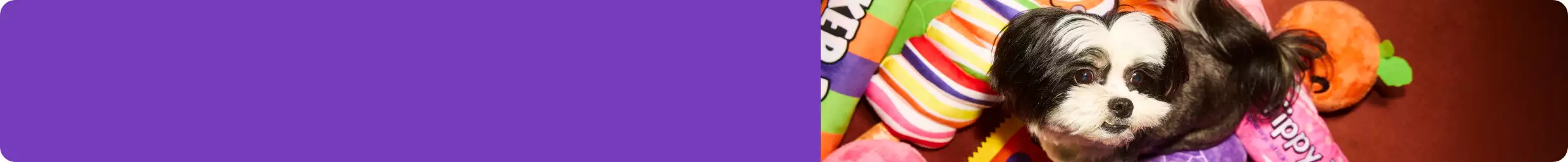 Purple banner with dog popping out of halloween treat dog toys 