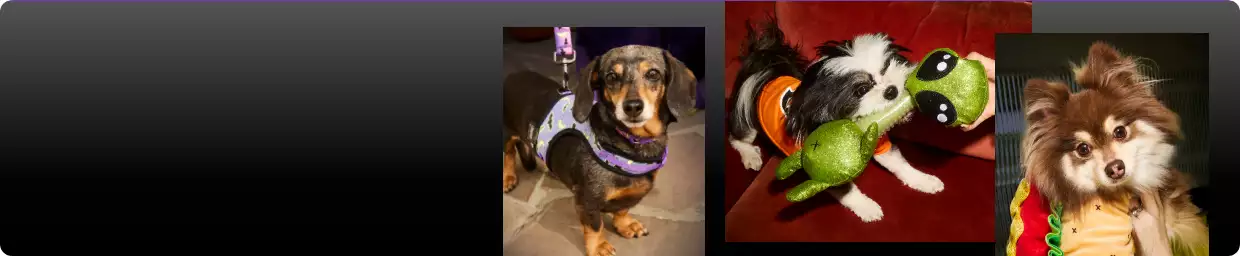 Collage of pets wearing Halloween costumes & playing with themed toys