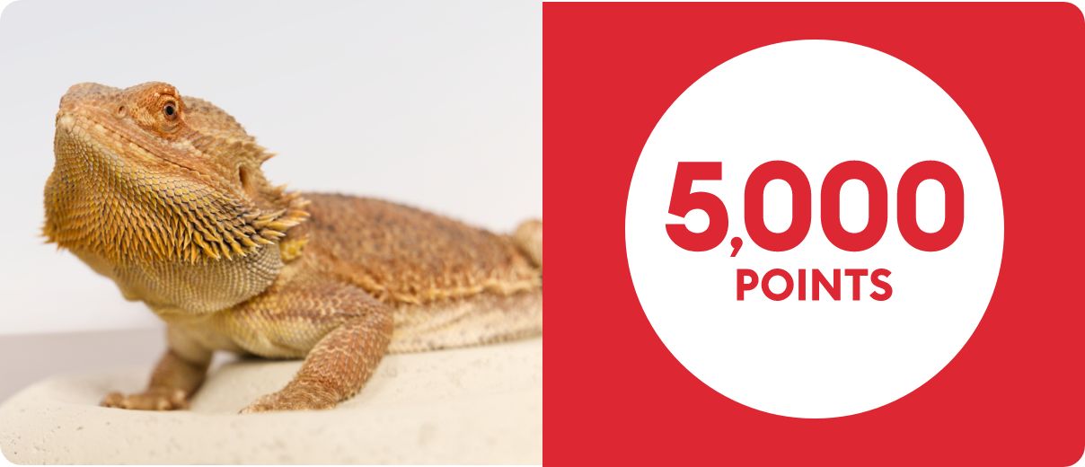 Bearded dragon & 5,000 POINTS