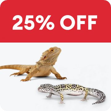 Bearded dragon & gecko