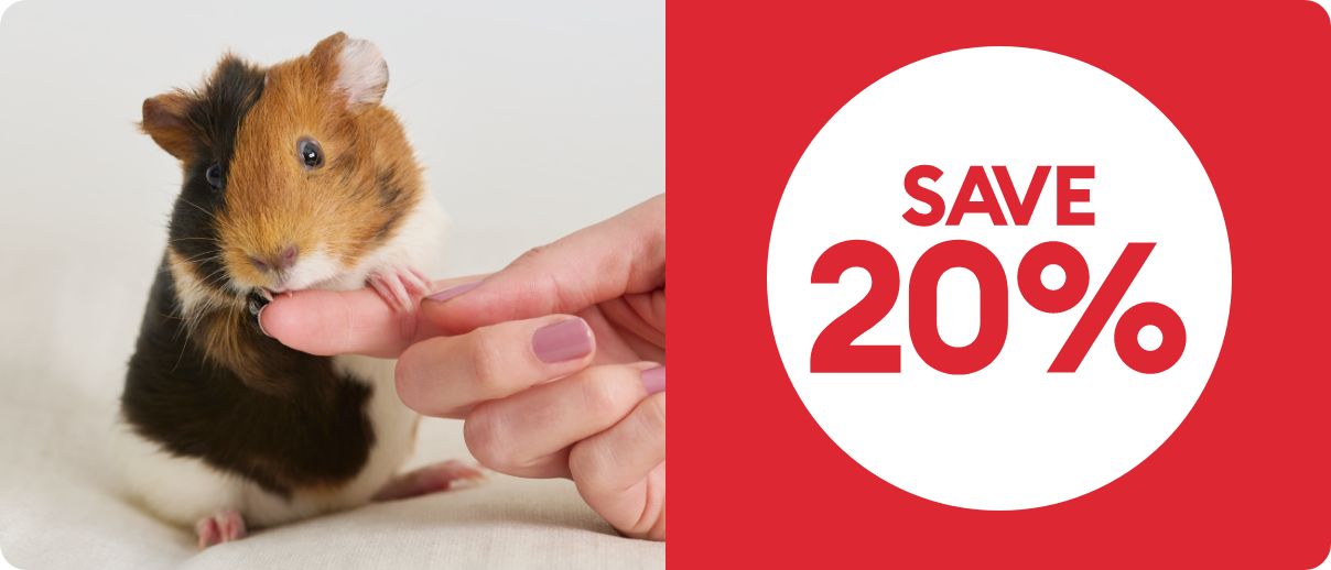 Guinea pig grabbing a person's finger