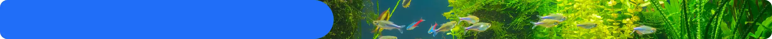 Fish in aquarium tank