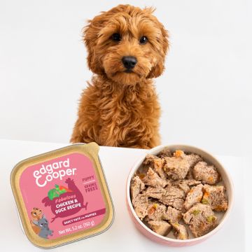 puppy with puppy food