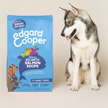 dog looking at adult dry food bag
