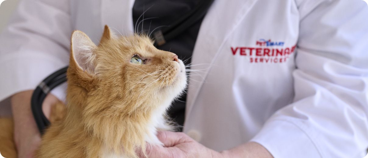 A vet examining a cat