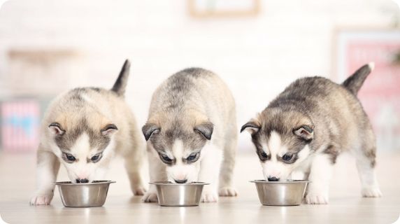 Three puppies eating food out of bowls