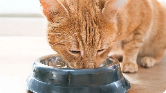 Cat eating food out of a bowl
