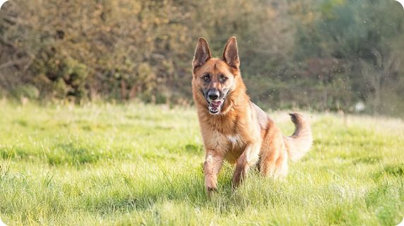 A dog running outside