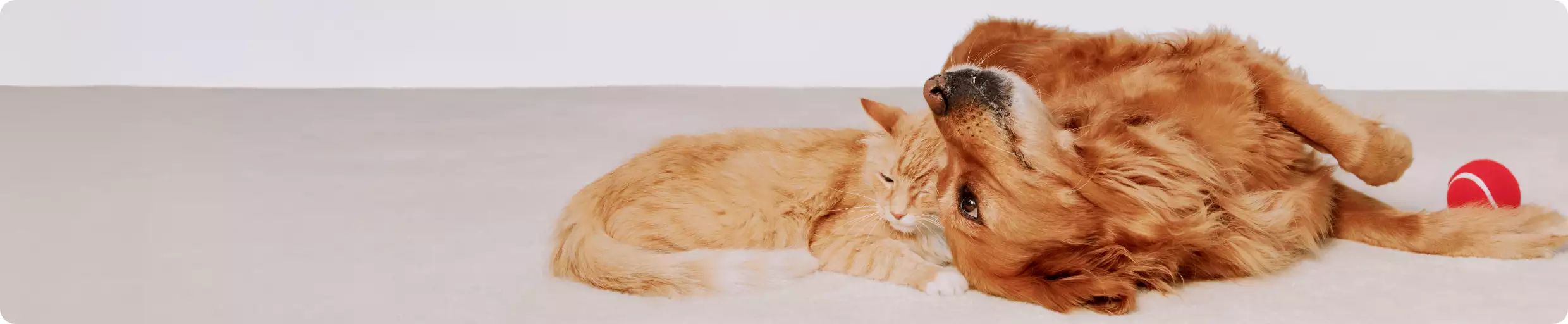 A dog & cat cuddling together on the floor